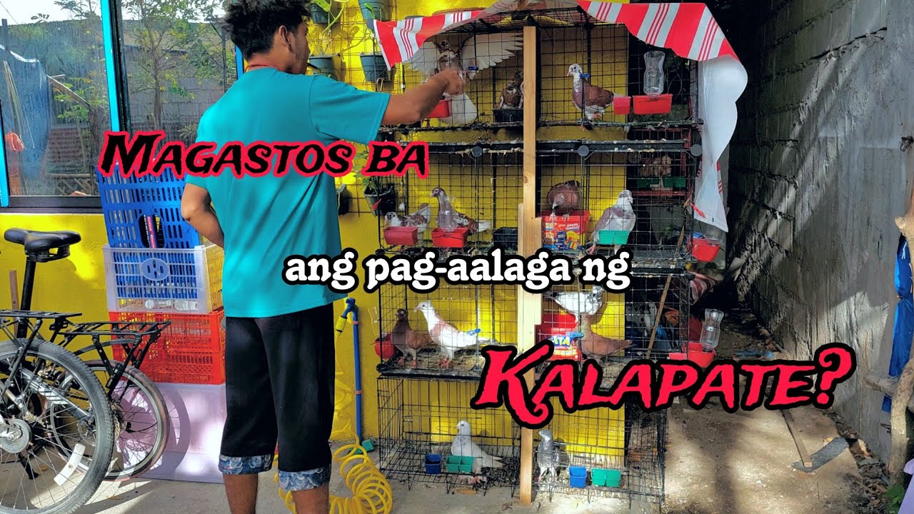 Magastos ba ang pag aalaga ng Kalapate? Pigeon Rap.