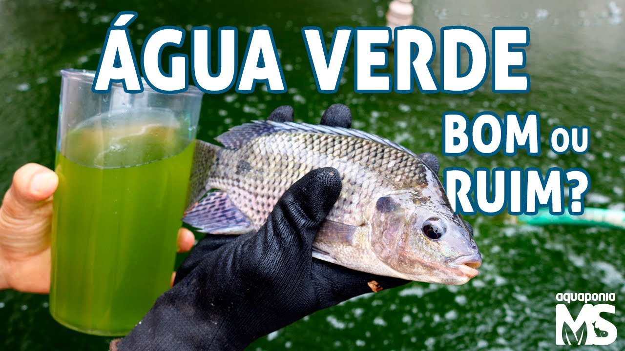 &Aacute;gua Verde: Bom ou Ruim para os Peixes?
