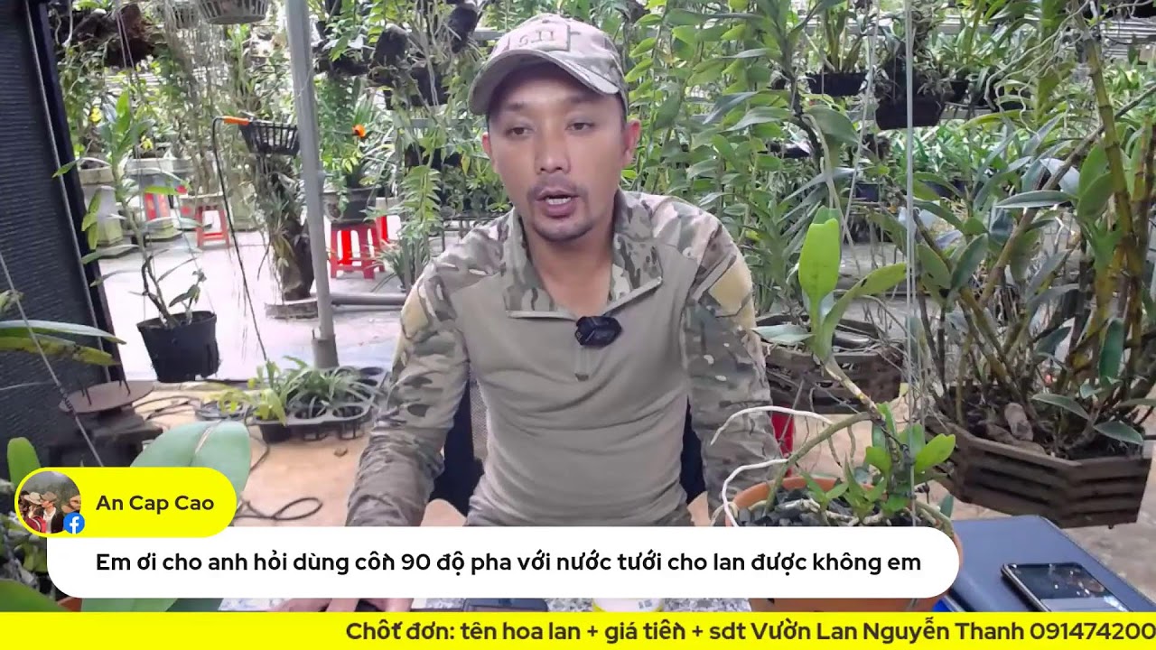 Cách làm mầm con và chăm sóc lan đơn thân