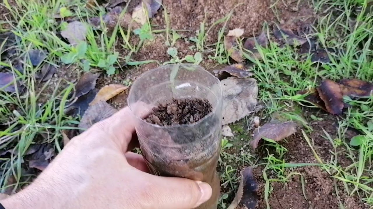 Cómo plantar alcornoques y encinas (Festival de las Grullas 2020)