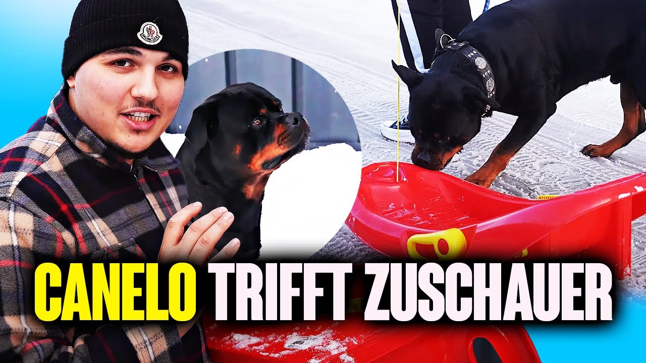 Canelo fährt Schlitten mit Überraschung ❄️🛷
