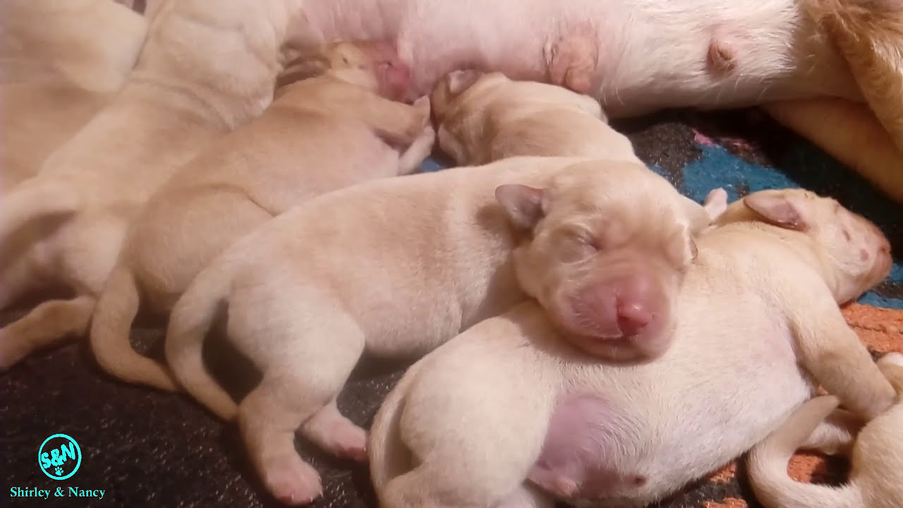 Labrador dog puppies day 3