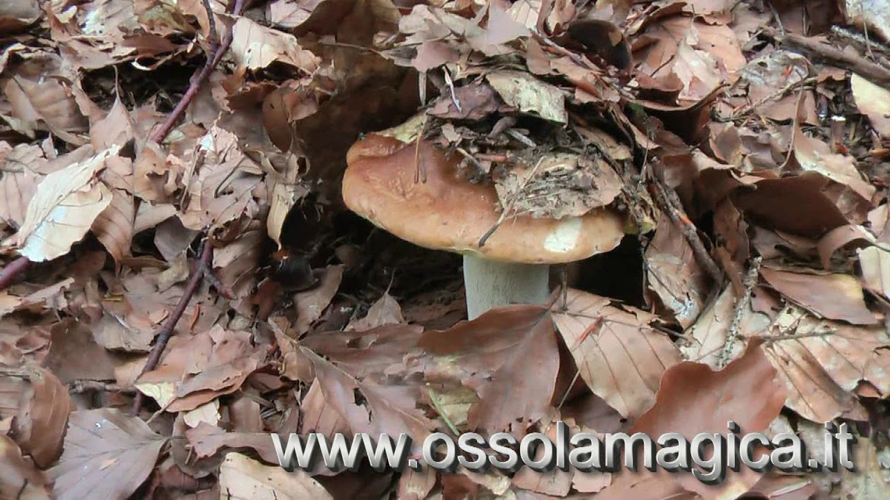 Funghi nei boschi della val Vigezzo