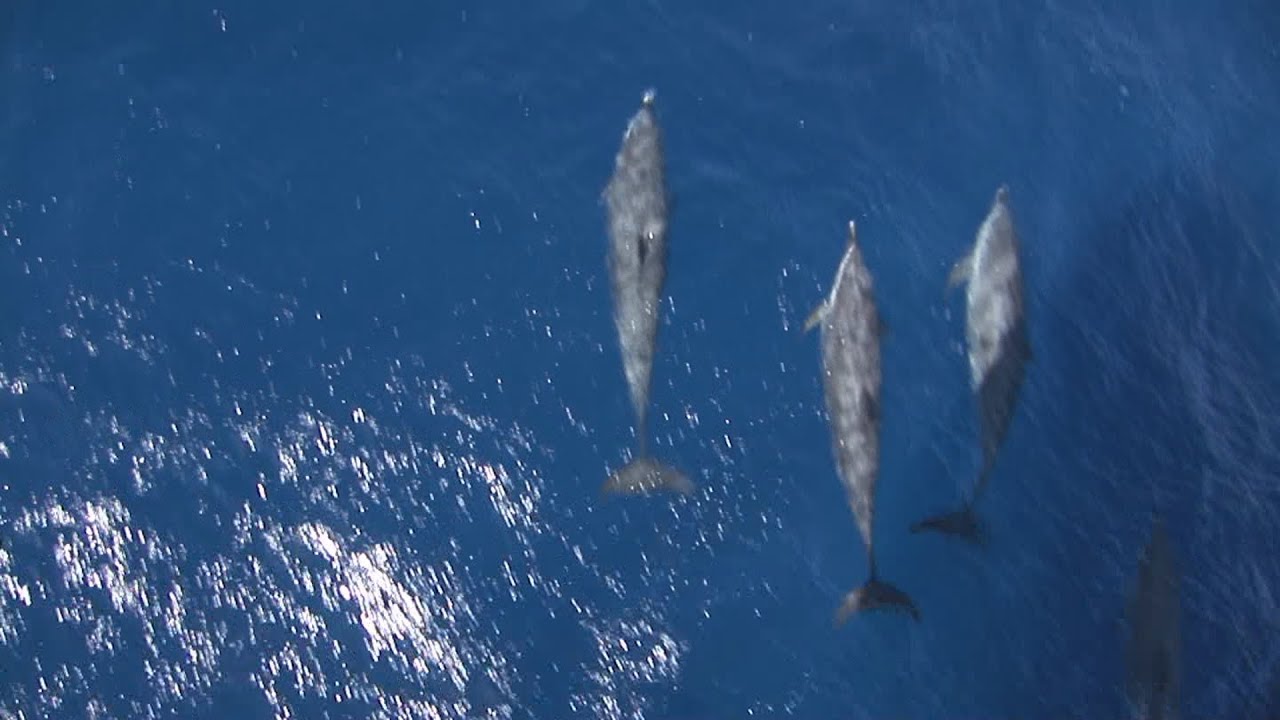 Pantropical Spotted Dolphins