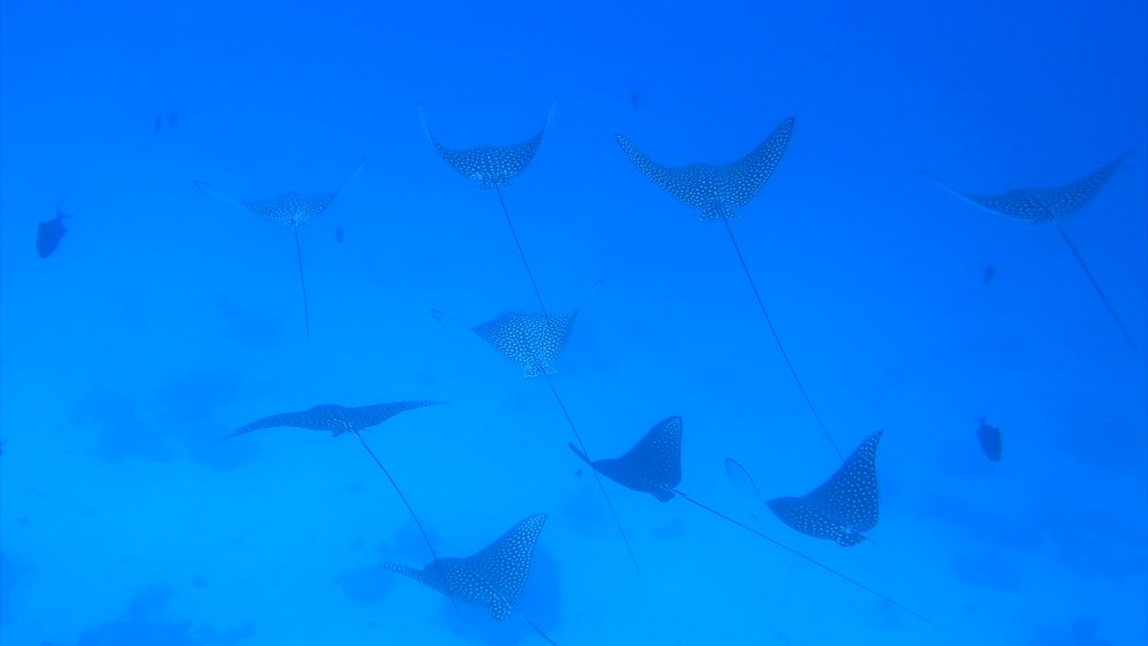 Adlerrochen Formation im Roten Meer
