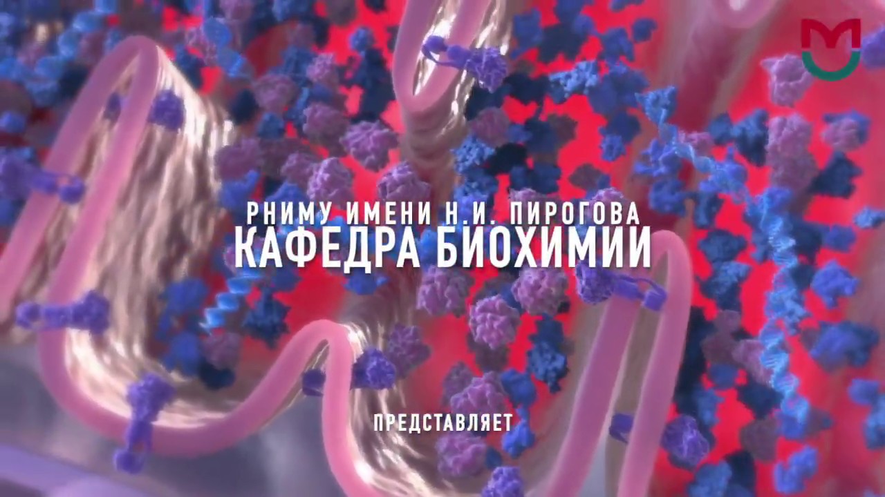 Общий путь катаболизма 1 часть