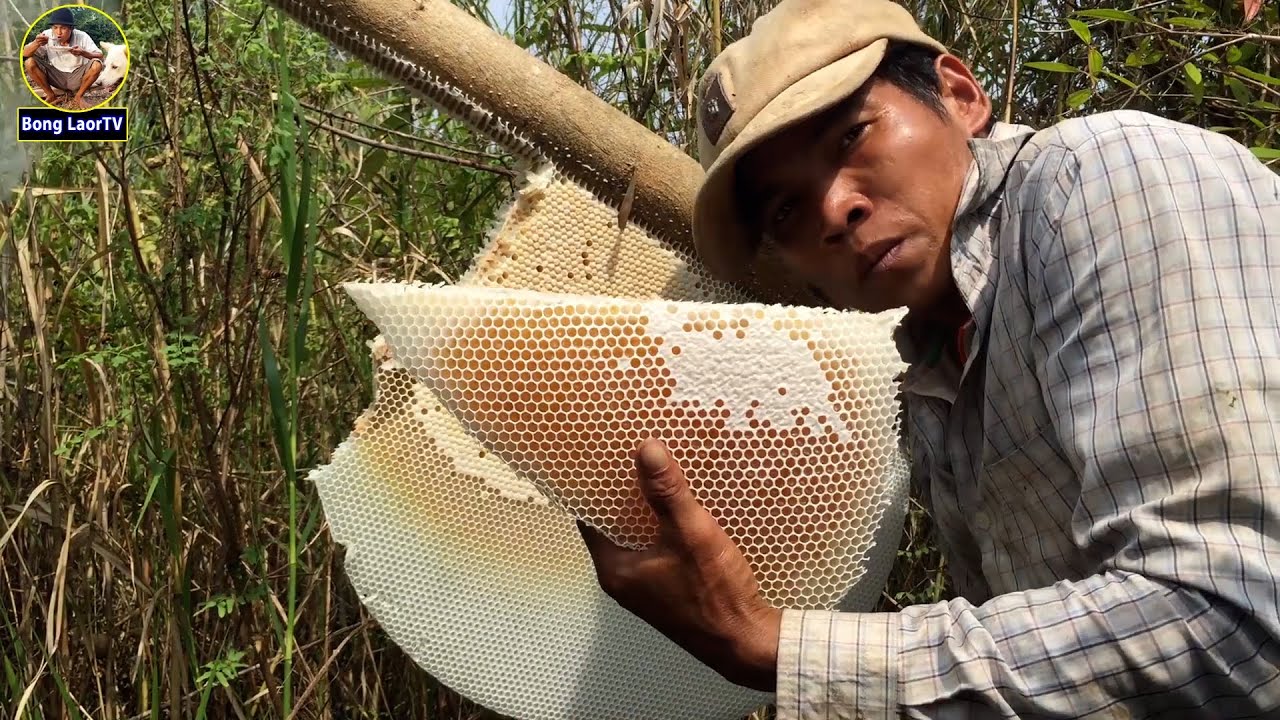 មករកឃ្មុំនៅកោះបន្លាច្រើន សូមបងួងសួងឲ្យប្រទេសខ្មែរមានសុខសន្តិភាព FIND HONEY BEES ON A NEW ISLAND 4K