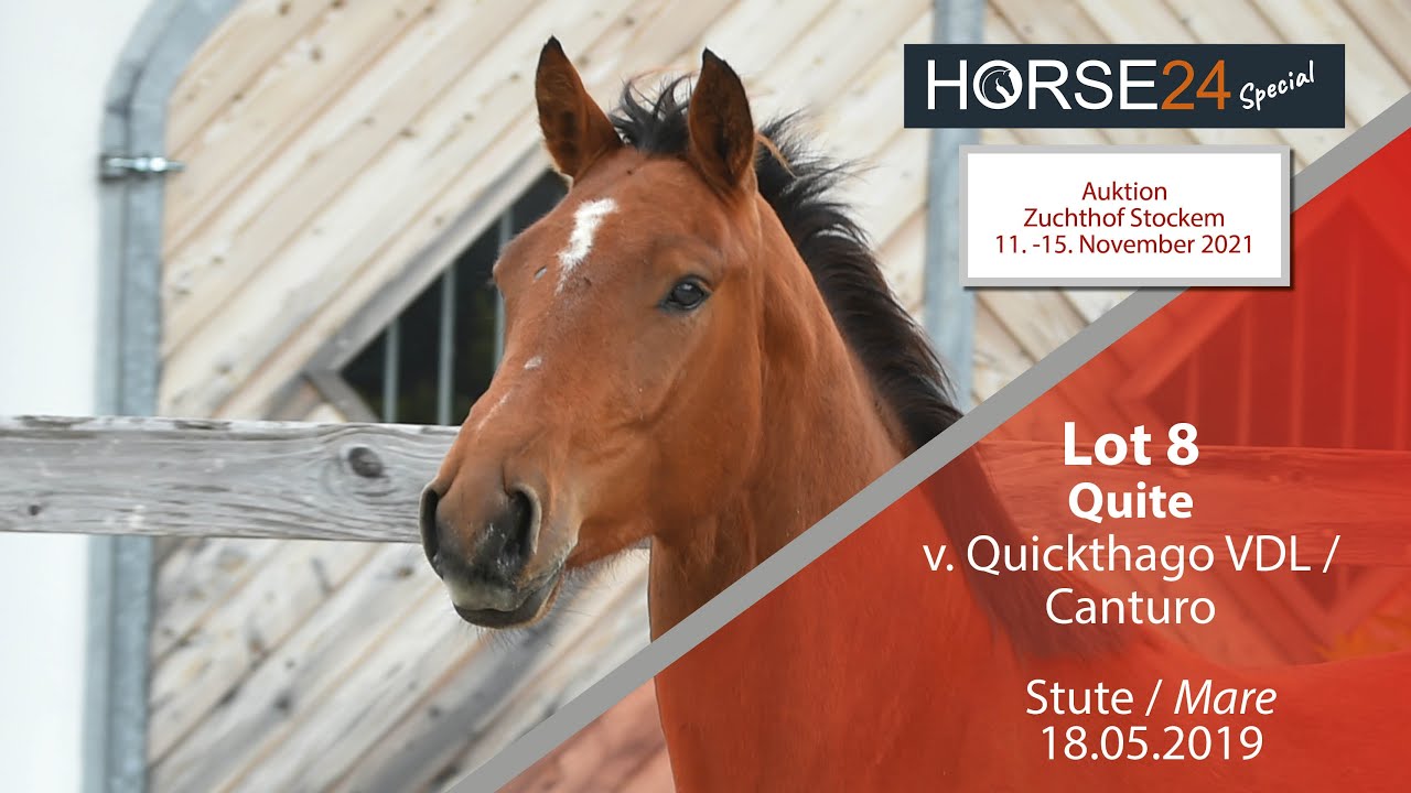 Horse24 Special - Auktion Zuchthof Stockem: Lot 8 Quite Stute v. Quickthago VDL - Canturo