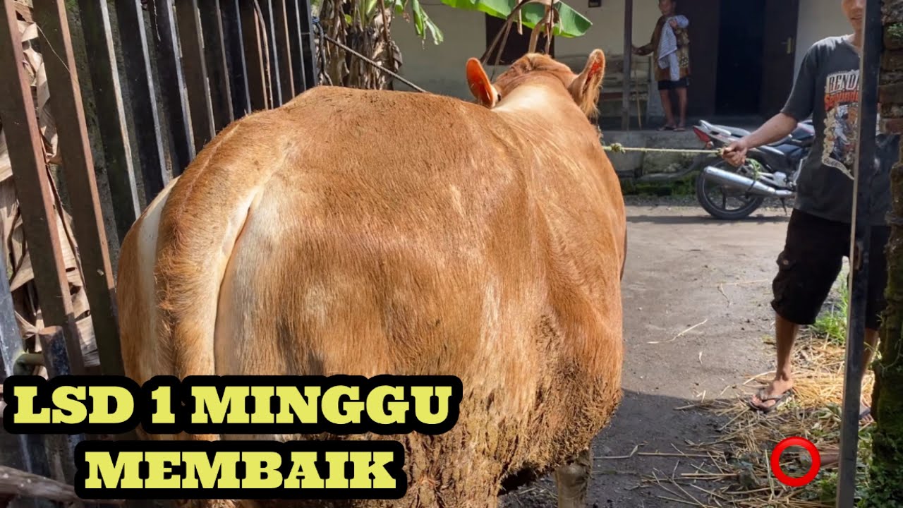 SAPI LSD SEMBUH ITU NYATA ‼️ JANGAN TAKUT❗️