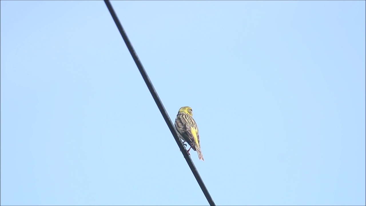 Serin cini chant / Serin song.