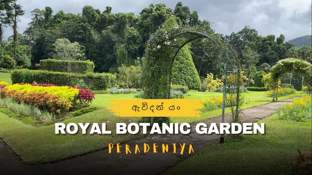 Royal Botanic Gardens, Peradeniya 🇱🇰 | #nature #srilanka #travel