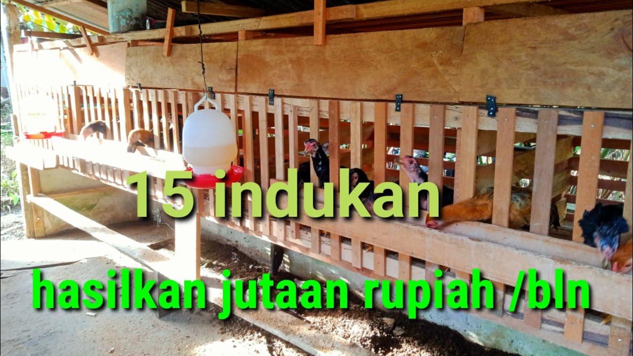 potensi ternak ayam kampung