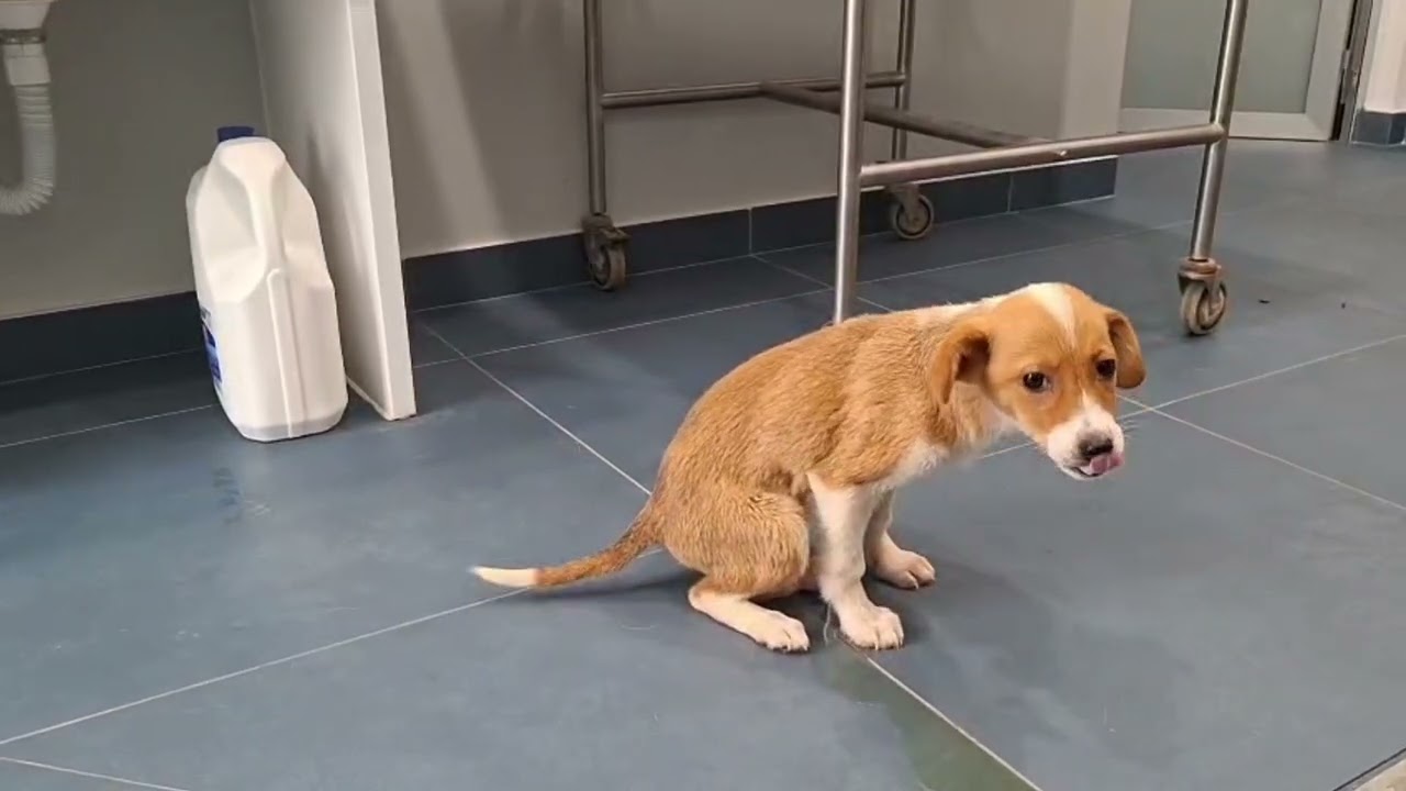 Ein kleines M&auml;dchen braucht Hilfe! 