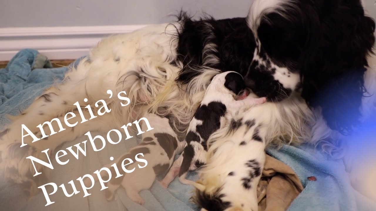 English Springer Spaniel Gives Birth to 6 Beautiful  Puppies! Come join us!