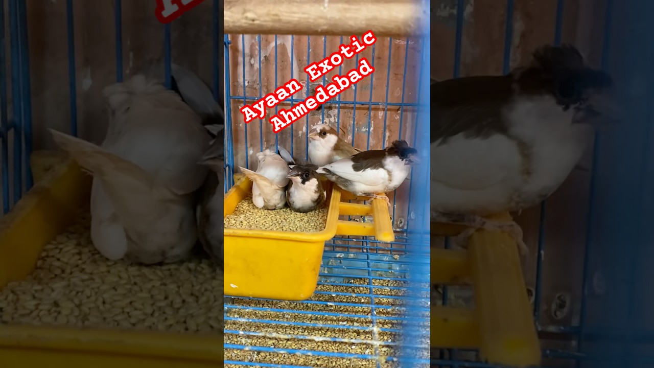 Finches New variety in Ayan Exotic # exotic bird shop Ahmedabad viral shot 