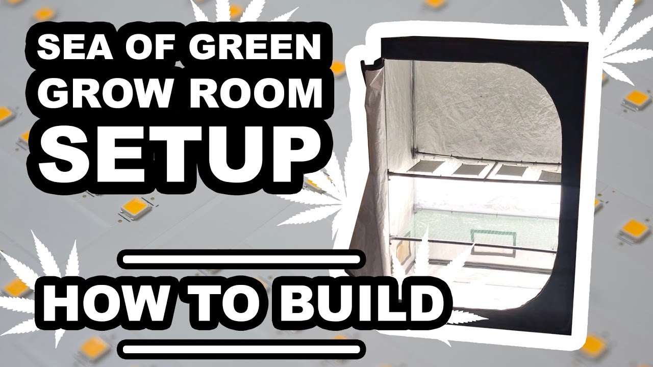 How to Build a Screen Of Green Setup in a Grow Tent - Cheap, Quick and Easy