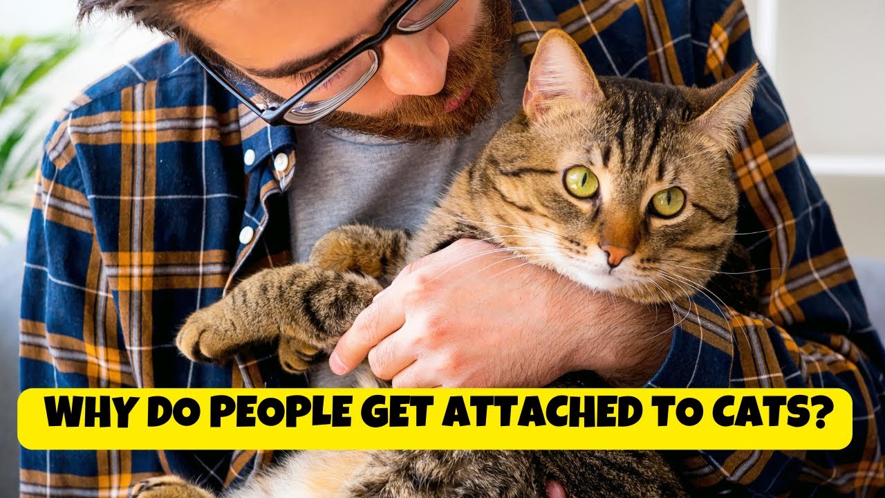 Why Do People Get Attached to Cats?