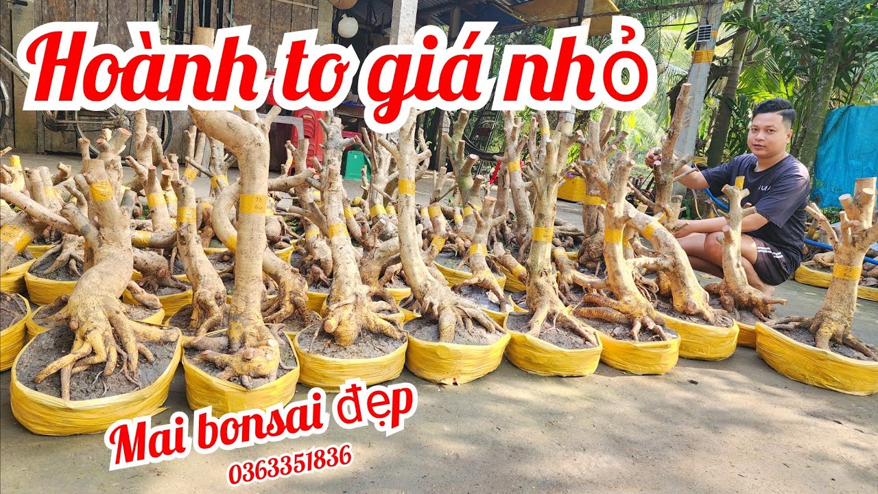 24/1 Tiến 0363351836 phôi mai bonsai đế đẹp hoành to giá rẻ |MaivàngThanhTâm
