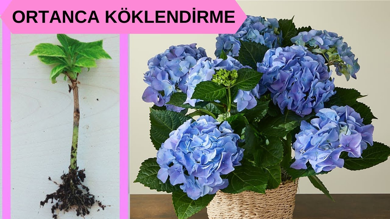 Dalından Ortanca Çoğaltma, Ortanca Köklendirme, Ortanca Nasıl Çoğaltılır, Ortanca Bakımı ve Çoğaltma