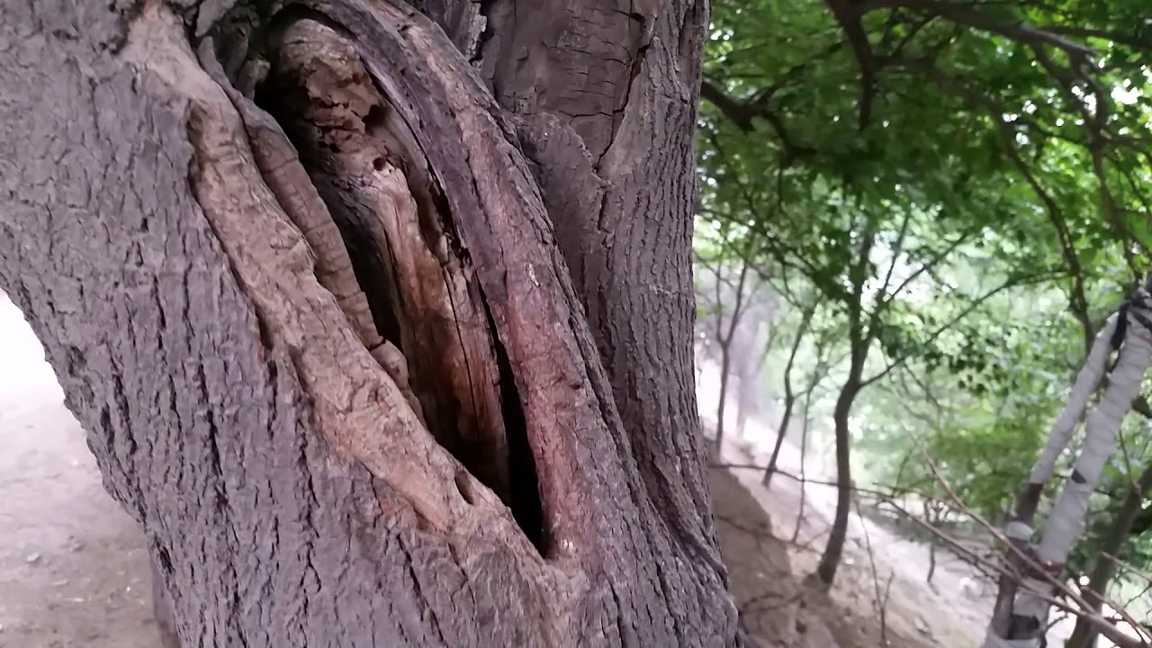 Bird Nest in inside tree