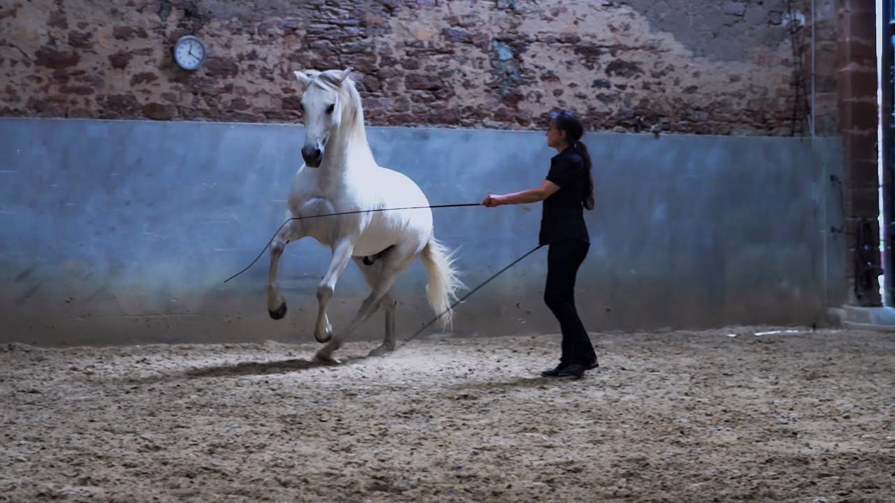 Versammlung für gesunde Pferde und Reiten in Leichtigkeit TrailerTeil 4 Praxis Sonja Weber Reitkunst