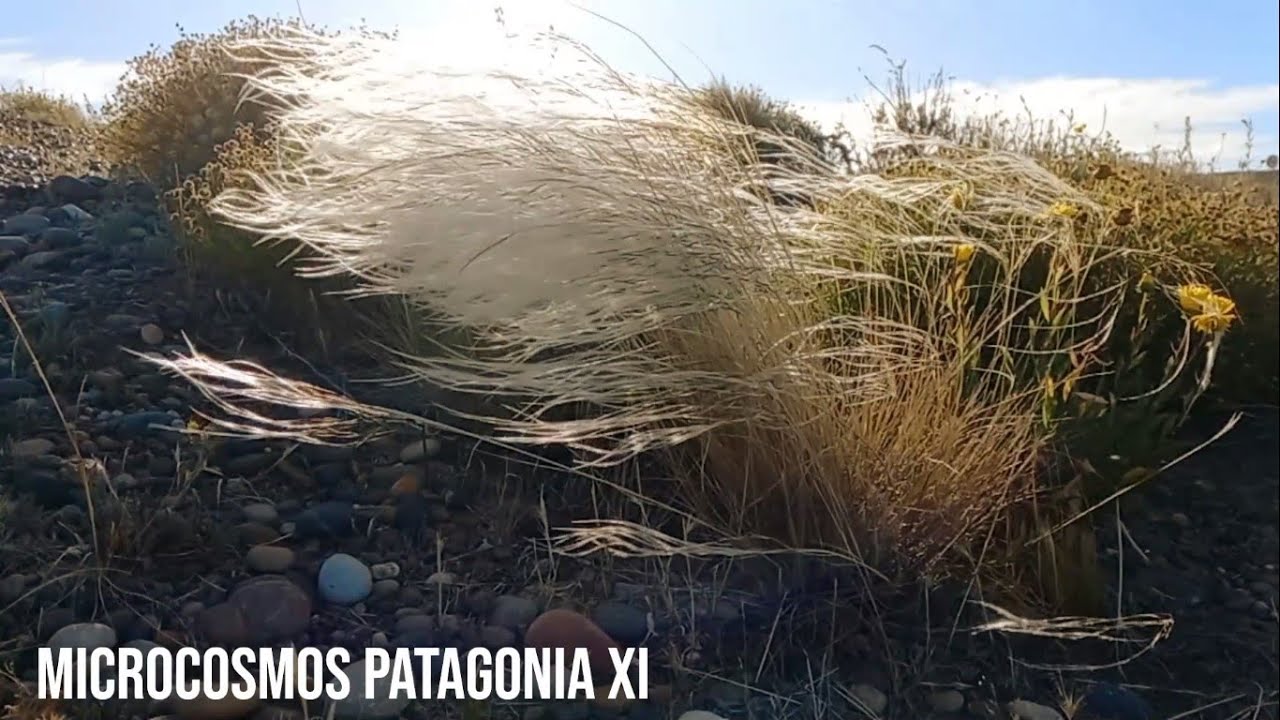 MICROCOSMOS PATAGONIA XI-Celina Vacca & Alfredo del Castillo