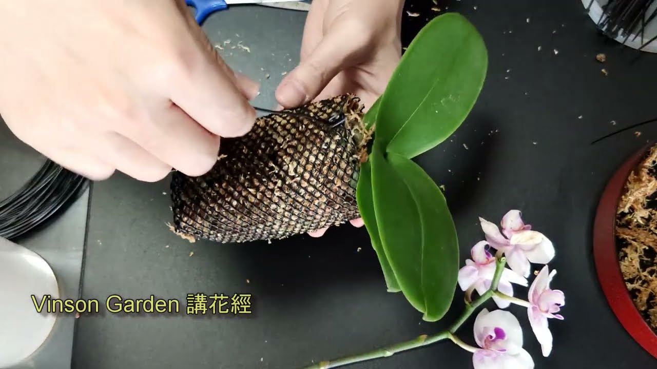 蝴蝶蘭 水培種植唔太理想改用掛網種植 幫助新手百分百成功 #VinsonGarden講花經