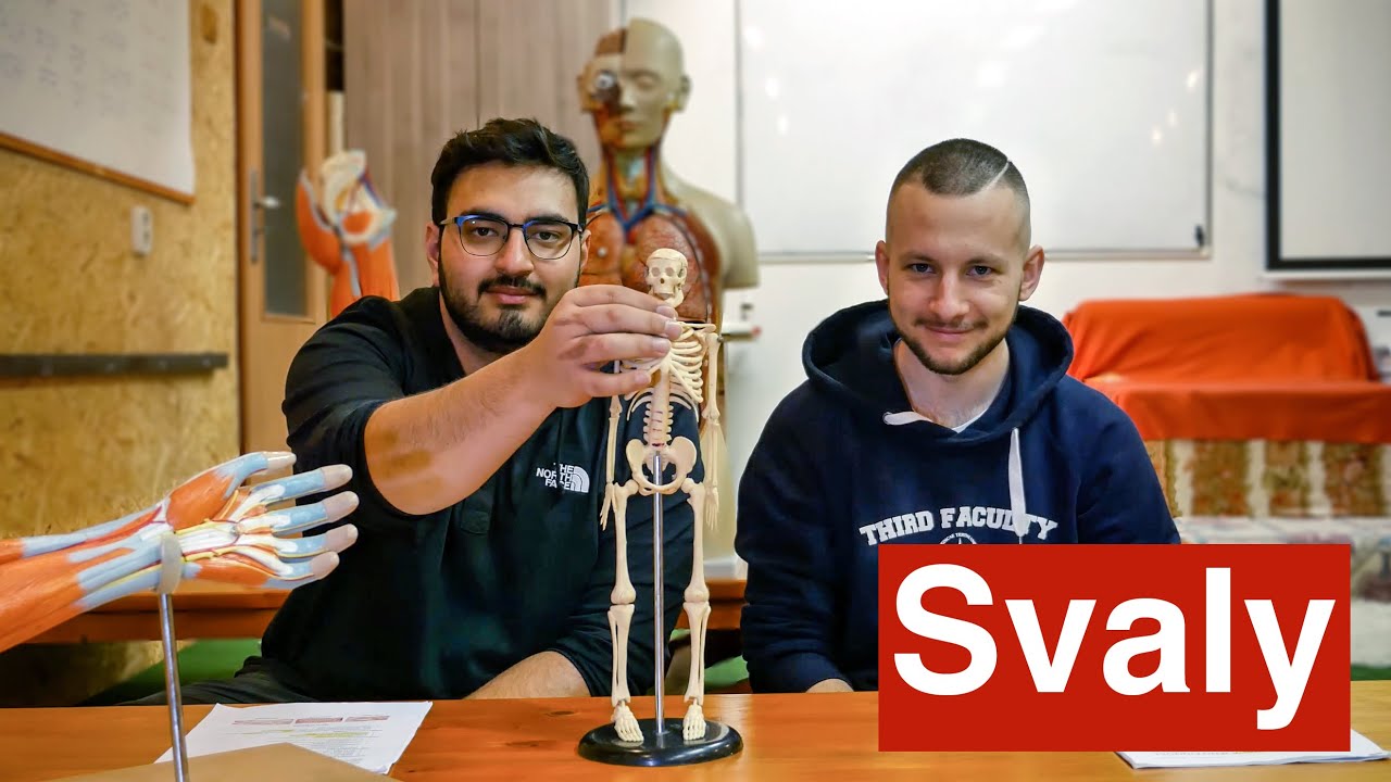 Kosterní sval ...Struktura a funkce lidského těla