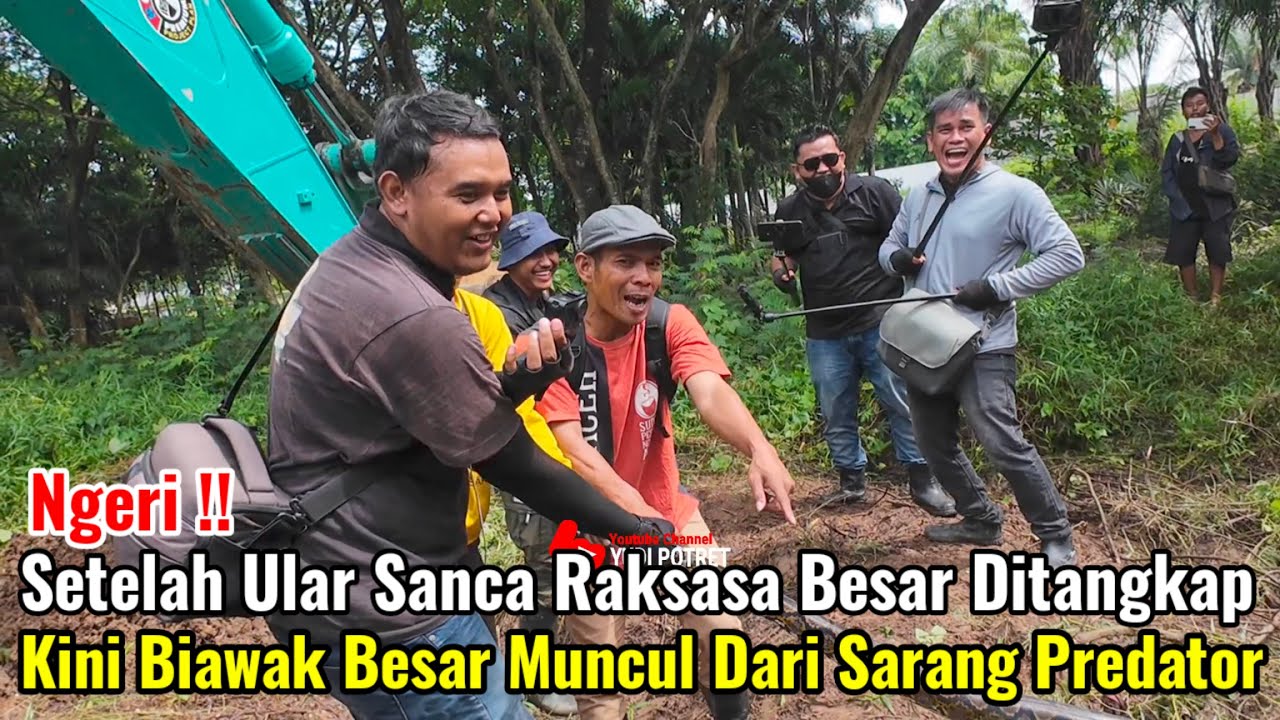 Ngeri‼️Setelah Ular Sanca Raksasa Di Tangkap Kini Biawak Besar Muncul Dari Sarang Predator