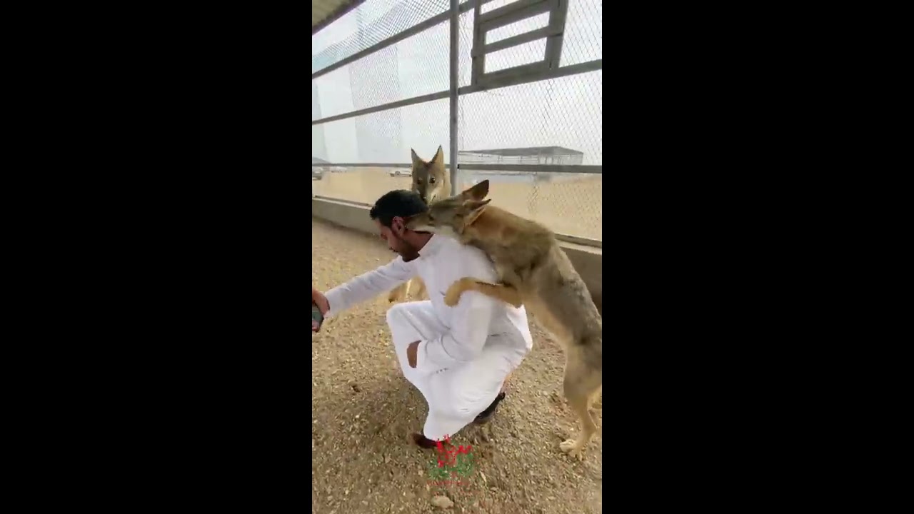 رجل يعيش مع الذئاب في السعودية