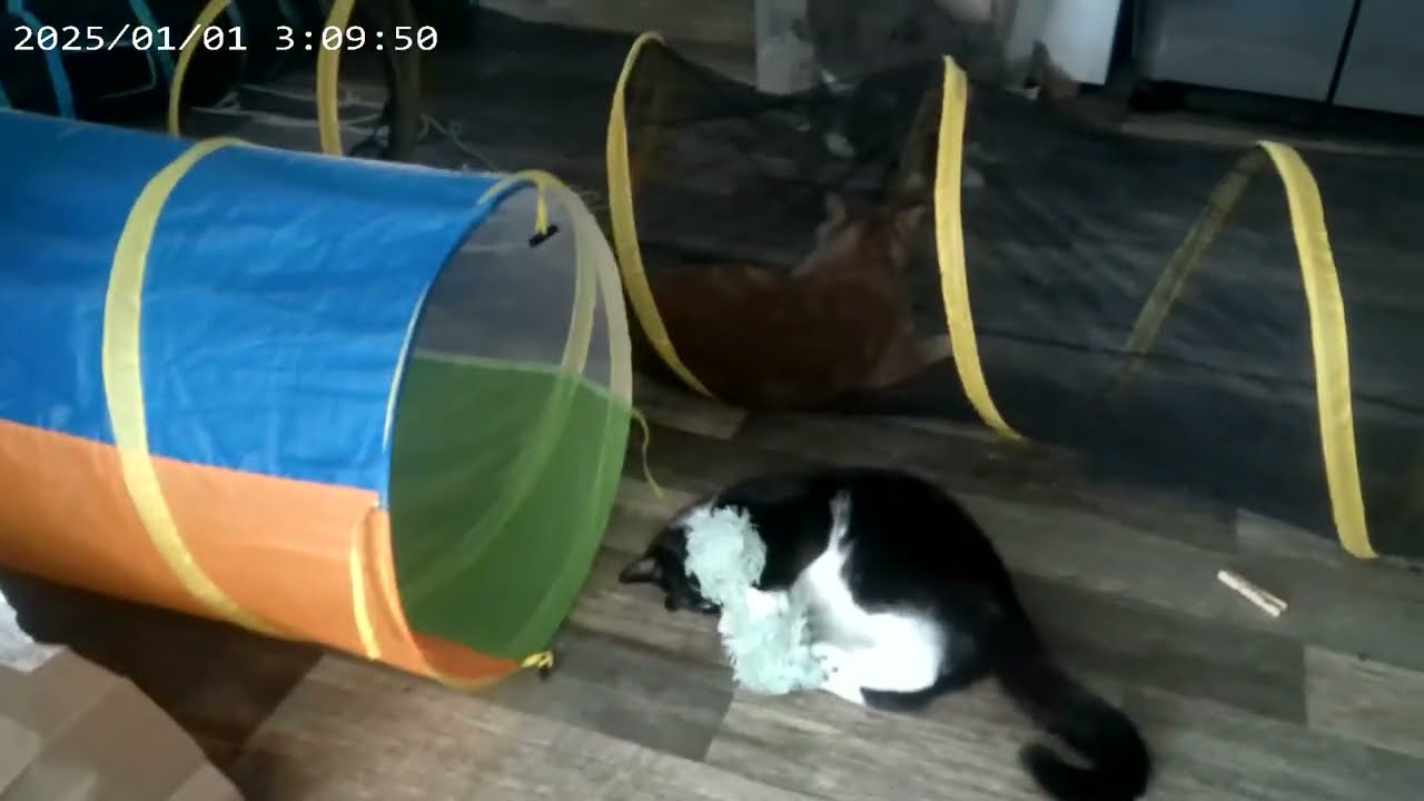 Cat toys