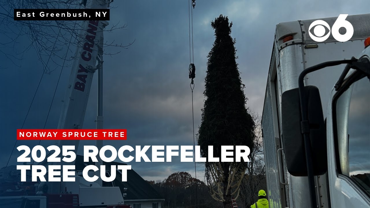 Cutting down the 2025 Rockefeller tree