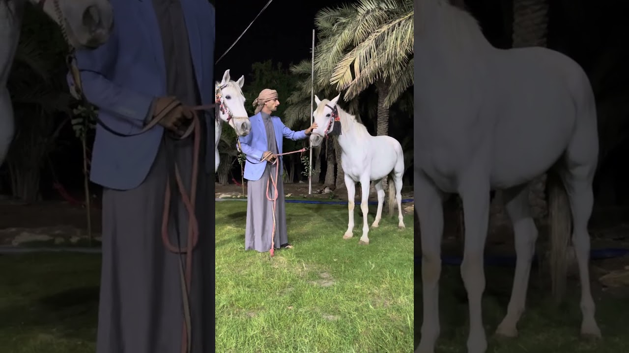 #خيل_عربي_اصيل  ماهيا الخيول الواهو تابع واشترك بالقناة حتى يصلك كل جديد