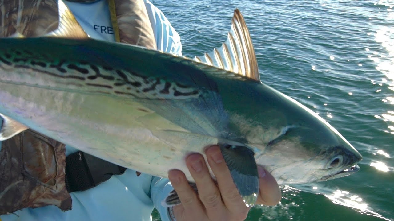 NC False Albacore festival featuring SHARK on fly!!