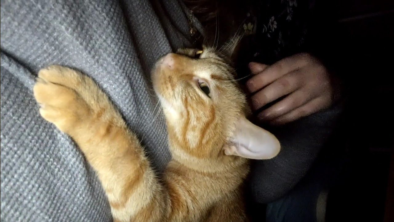 Teddy Cuddling With Me❤️😺🐈