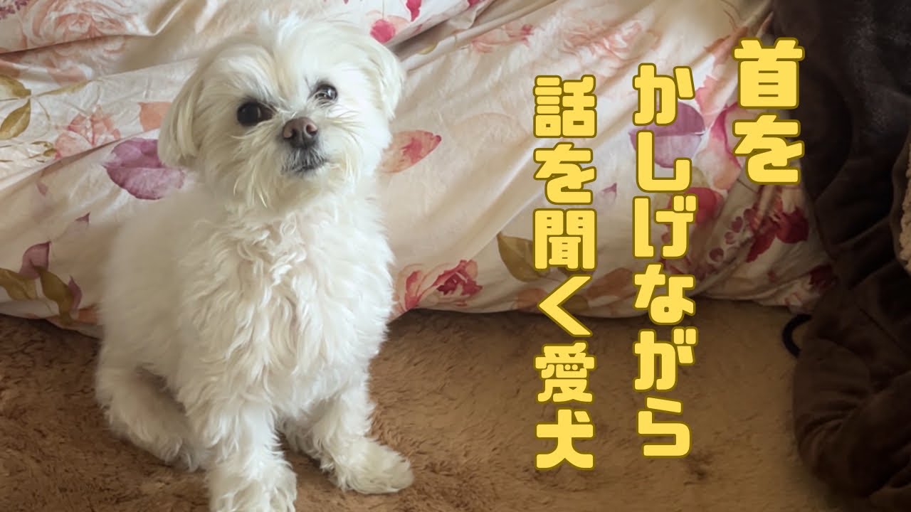 普段はしっかり話を聞いてくれますが、大好物を前にすると‥