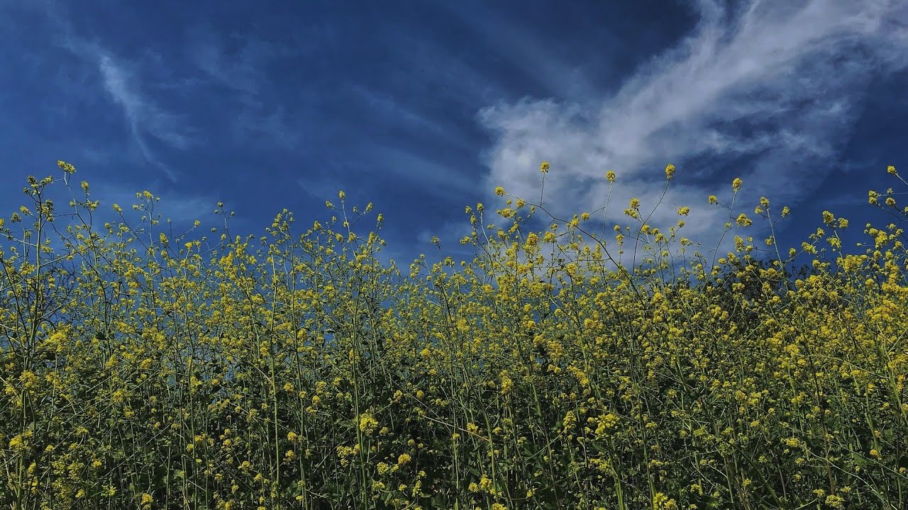 하루 끝, 봄기운처럼 스며드는 위로 트로트 1시간💚 | Emotional Trot Music Flowing into a Spring Night 1 Hour💚