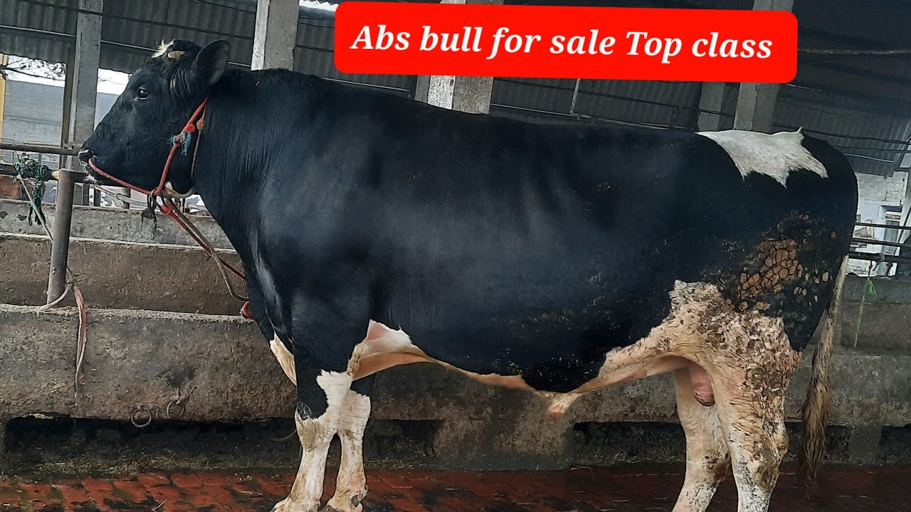 Abs ,Everest Hf bull four teeth for sale mother record 55 liter only breeding purpose, 98128-88886