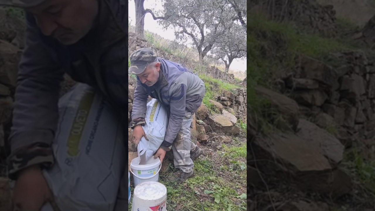 concime alle olive come concimare le #olive #oliveto #olivi #agrimovie #concime #agrienatura #piante