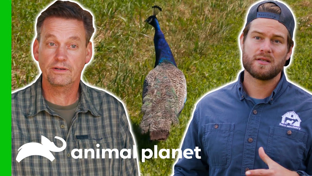 The Sanctuary Community Unites To Find A Home For These Animals | Saved By The Barn