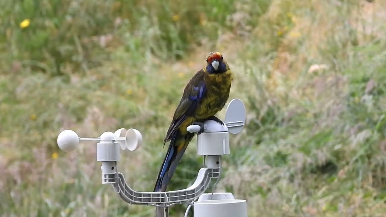 Green Rosella Windvane
