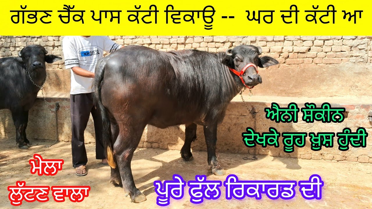 ਗੱਭਣ ਚੈੱਕ ਪਾਸ ਕੱਟੀ ਵਿਕਾਊ,  ਪੂਰੇ ਚੰਗੇ ਰਿਕਾਰਡ ਦੀ,   99153-54174  gabhan check pass murah heifer sale. 