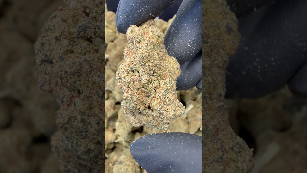 AMNESIA HAZE