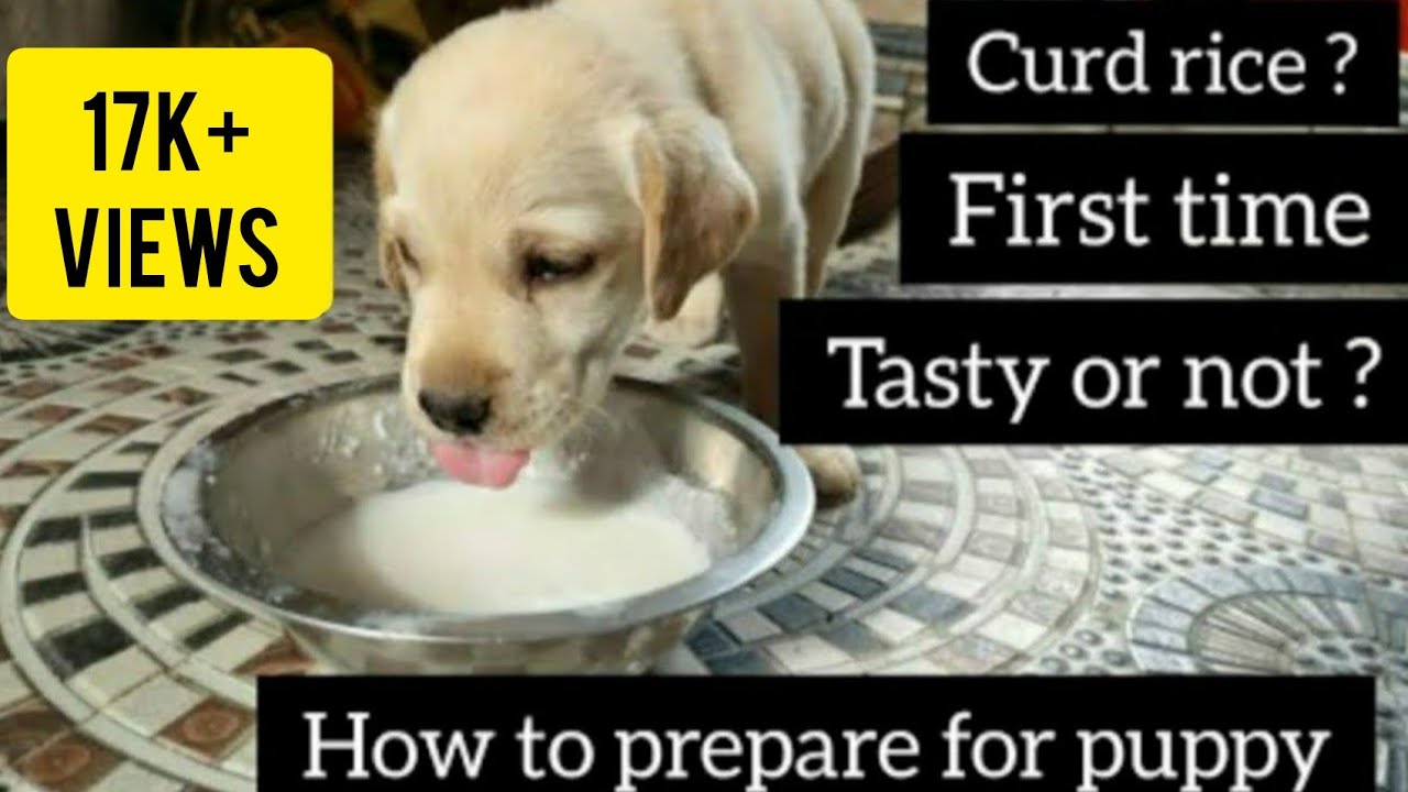 How to prepare curd rice for puppy| Labrador puppy reaction to curd rice| Will she eat curd rice?