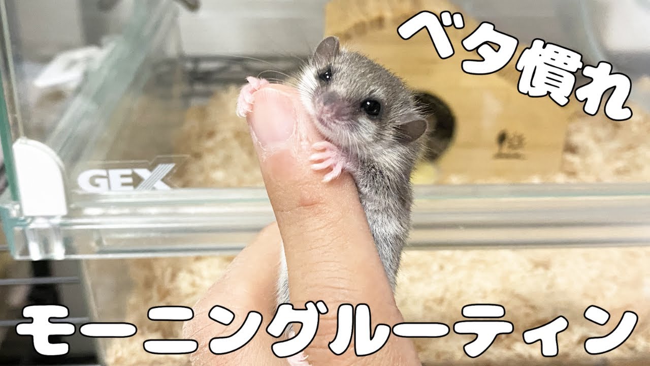 【初心者必見】アフリカヤマネのベタ慣れモーニングルーティンを紹介します！！【ヤマネ】