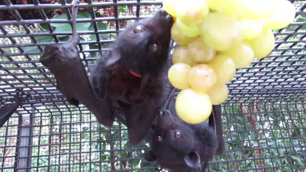 Baby Bat Grape Munchers