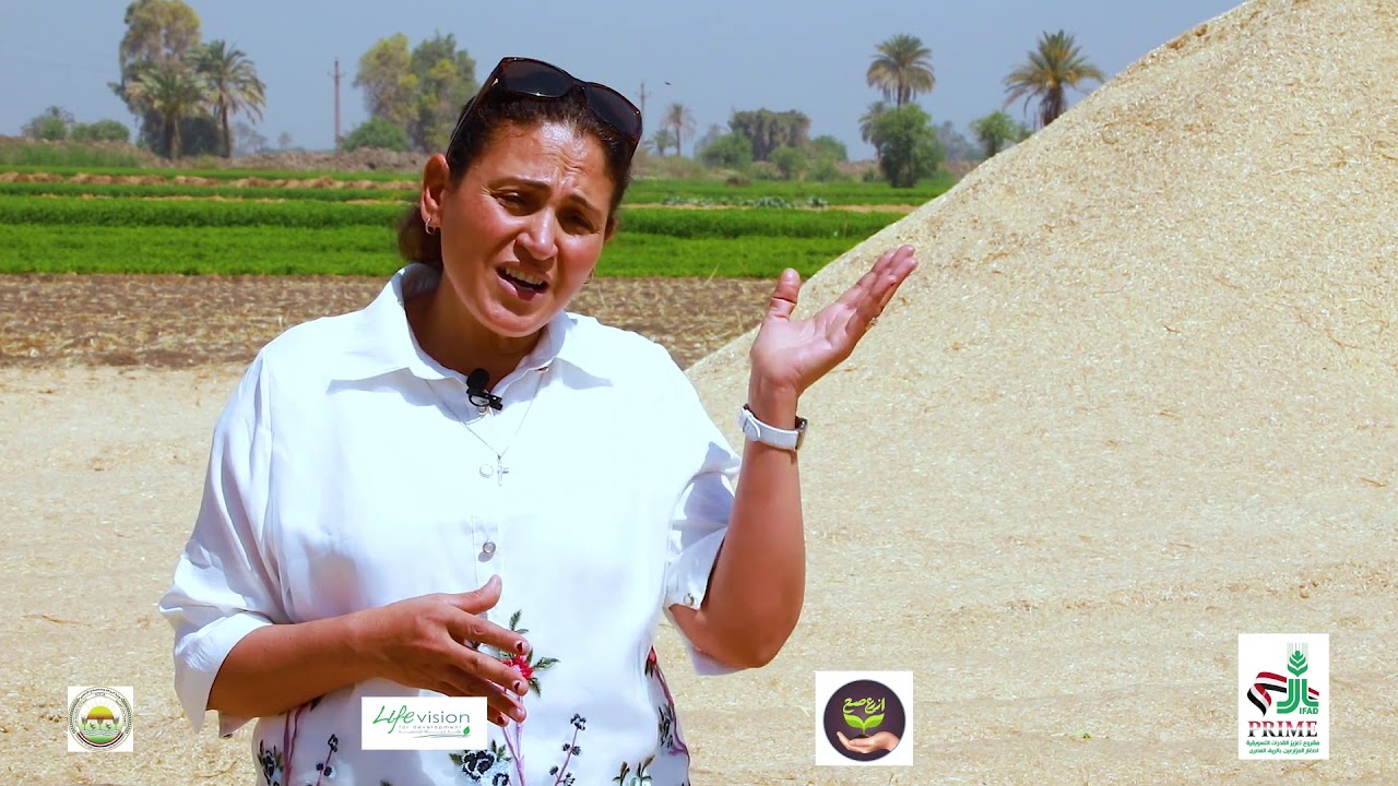 المدارس الحقلية| اعرف اهمية التبن المعامل باليوريا