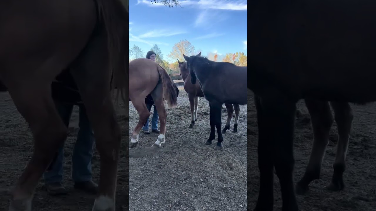 #deafcowgirl #horse #deafkids #foryou #viral