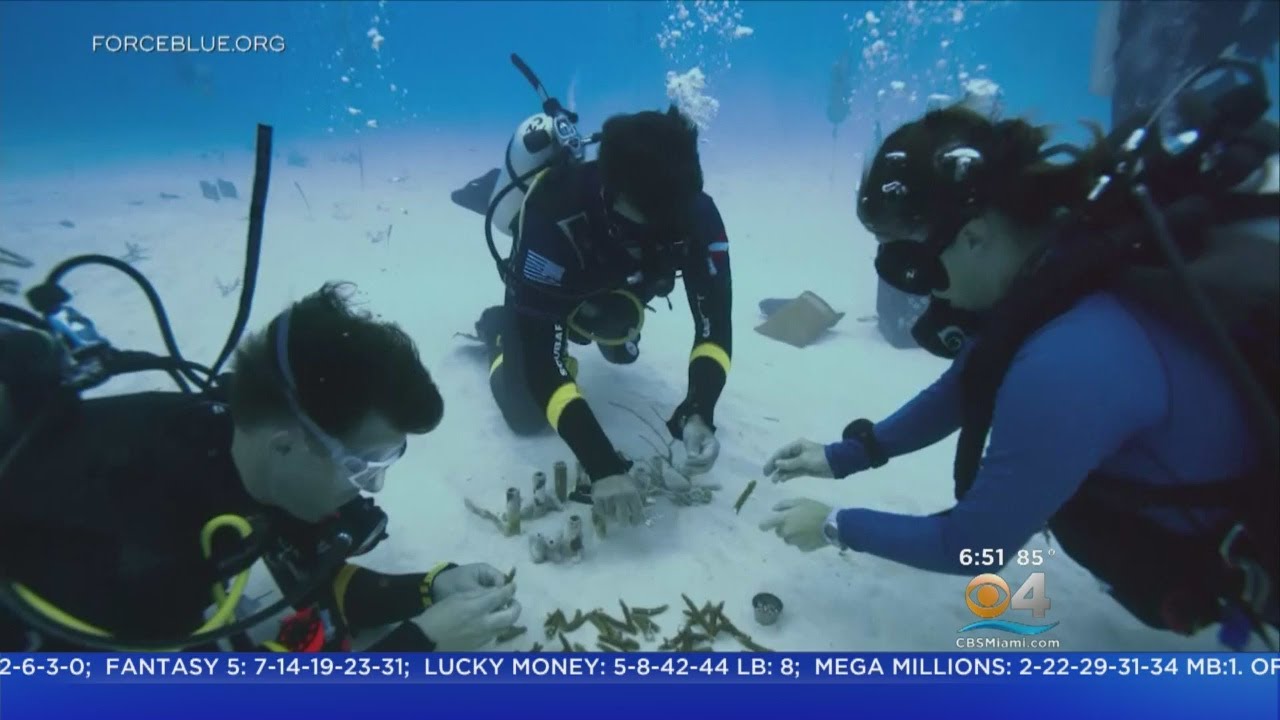 Eco-Warriors Saving Reefs Off Key Largo