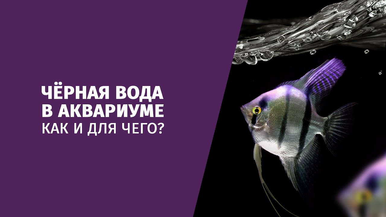 О пользе чёрной воды в аквариуме